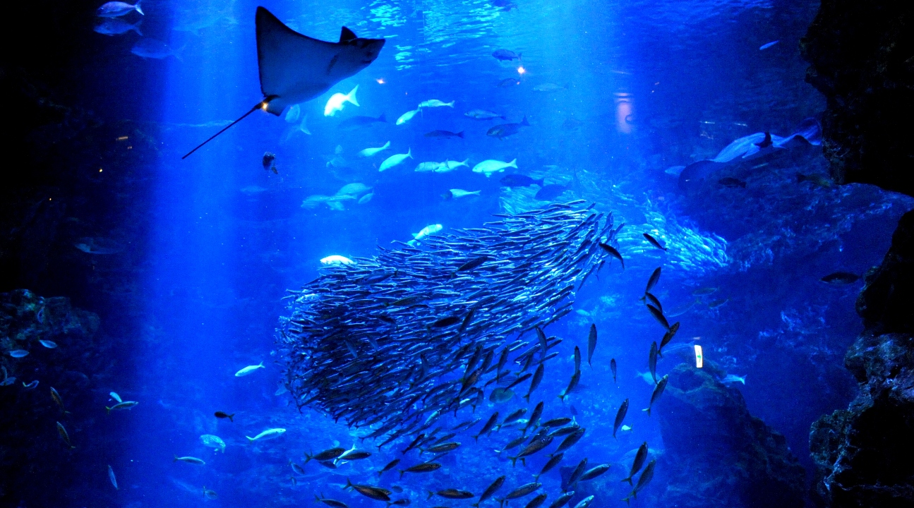 京都水族馆门票