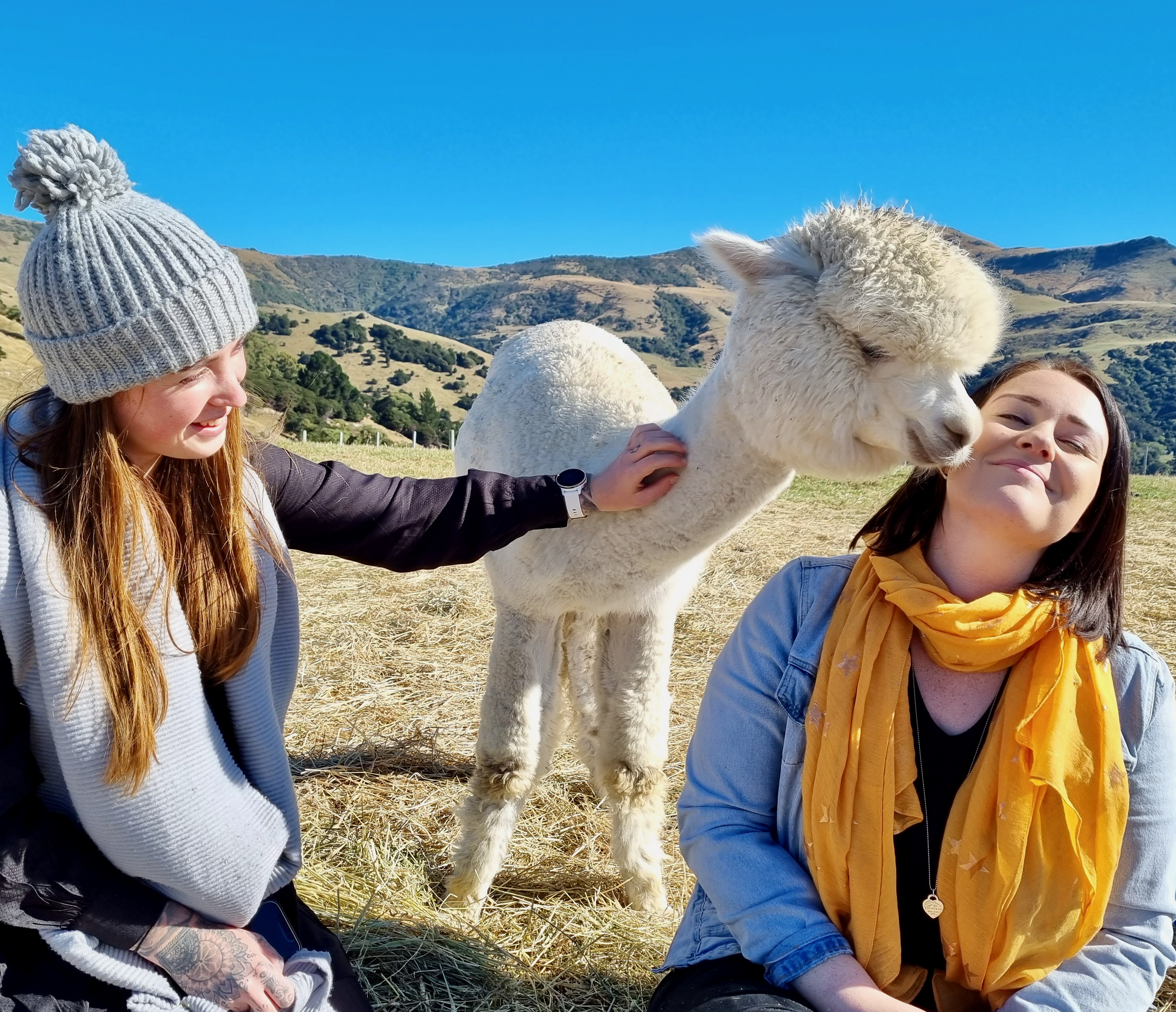 阿卡罗阿莎玛拉羊驼牧场之旅