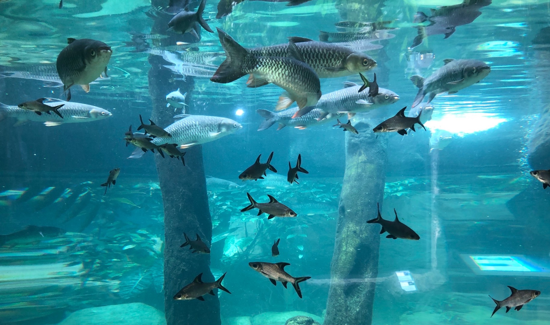 兰卡威海底世界门票