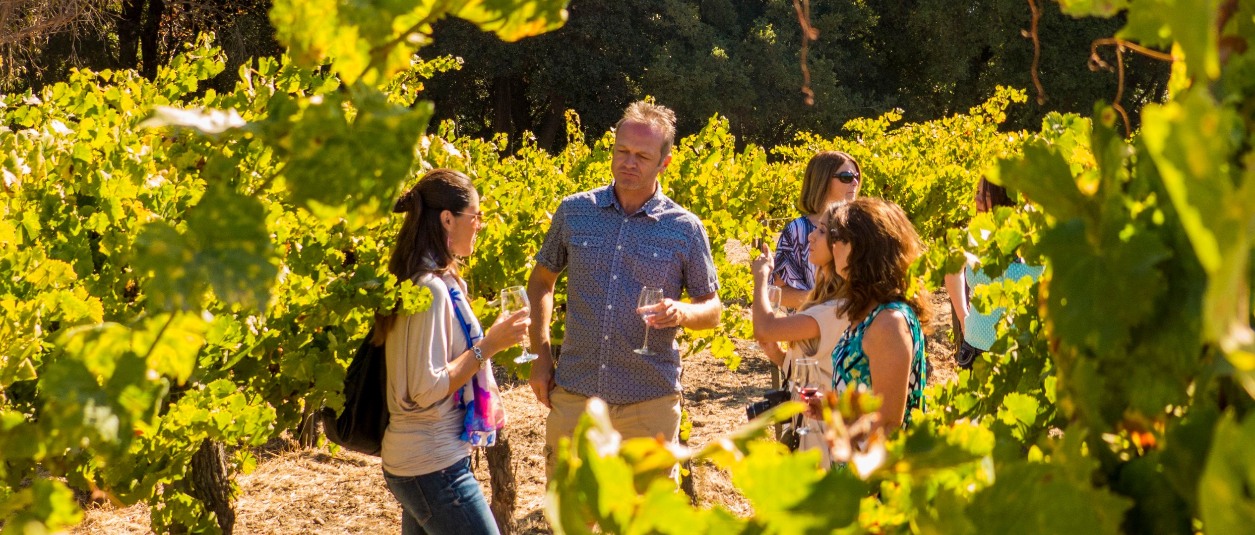 旧金山索诺玛谷半日葡萄酒之乡之旅