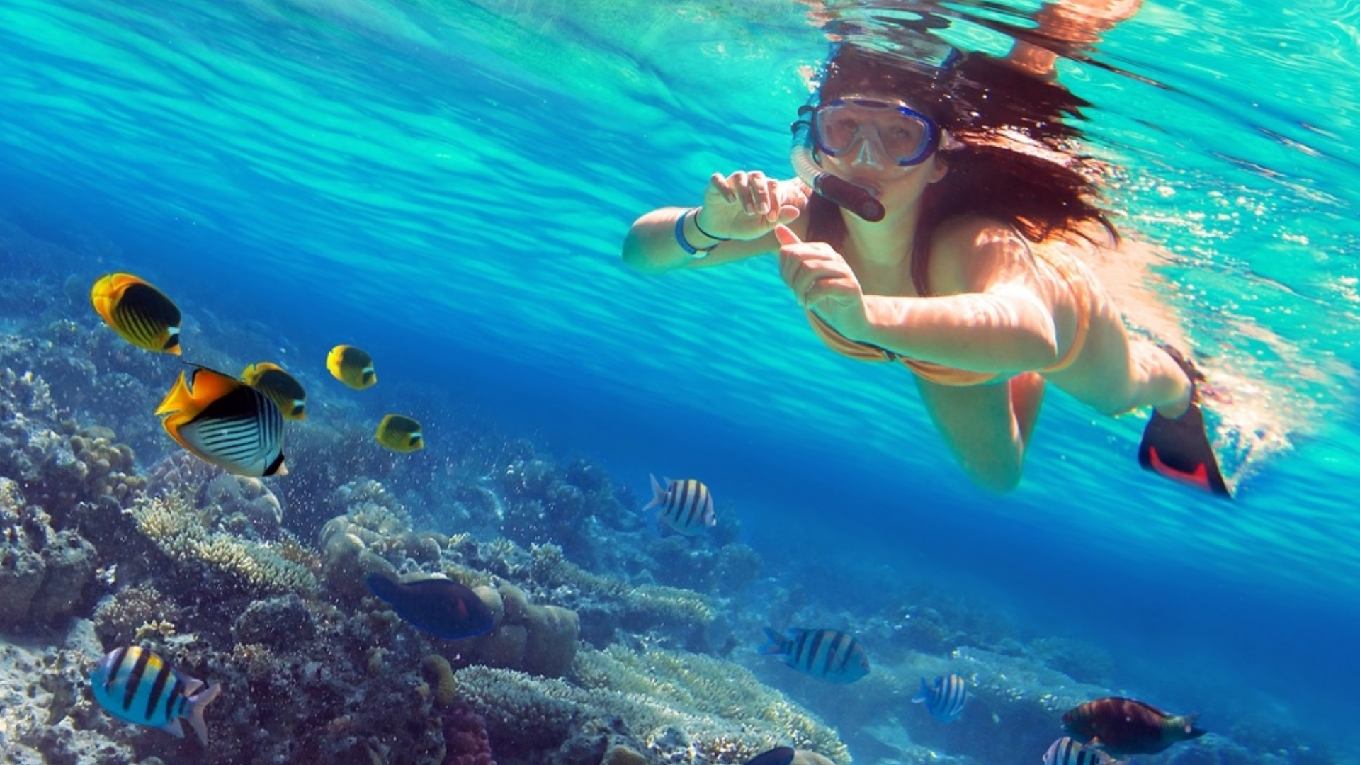 亭可马里珊瑚岛浮潜体验