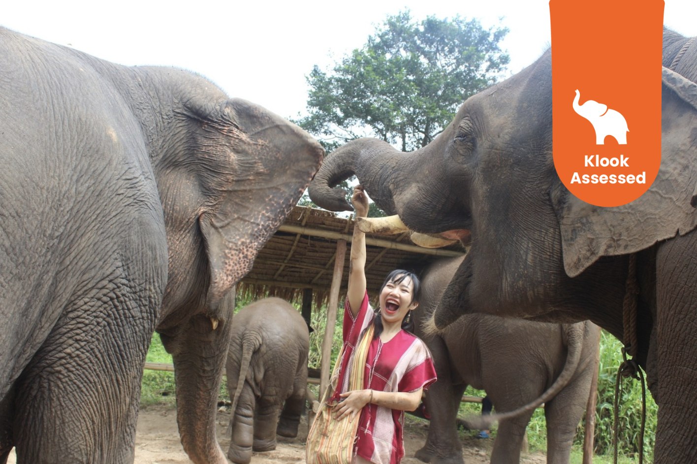 清迈克乔大象生态公园一日游（清迈出发）