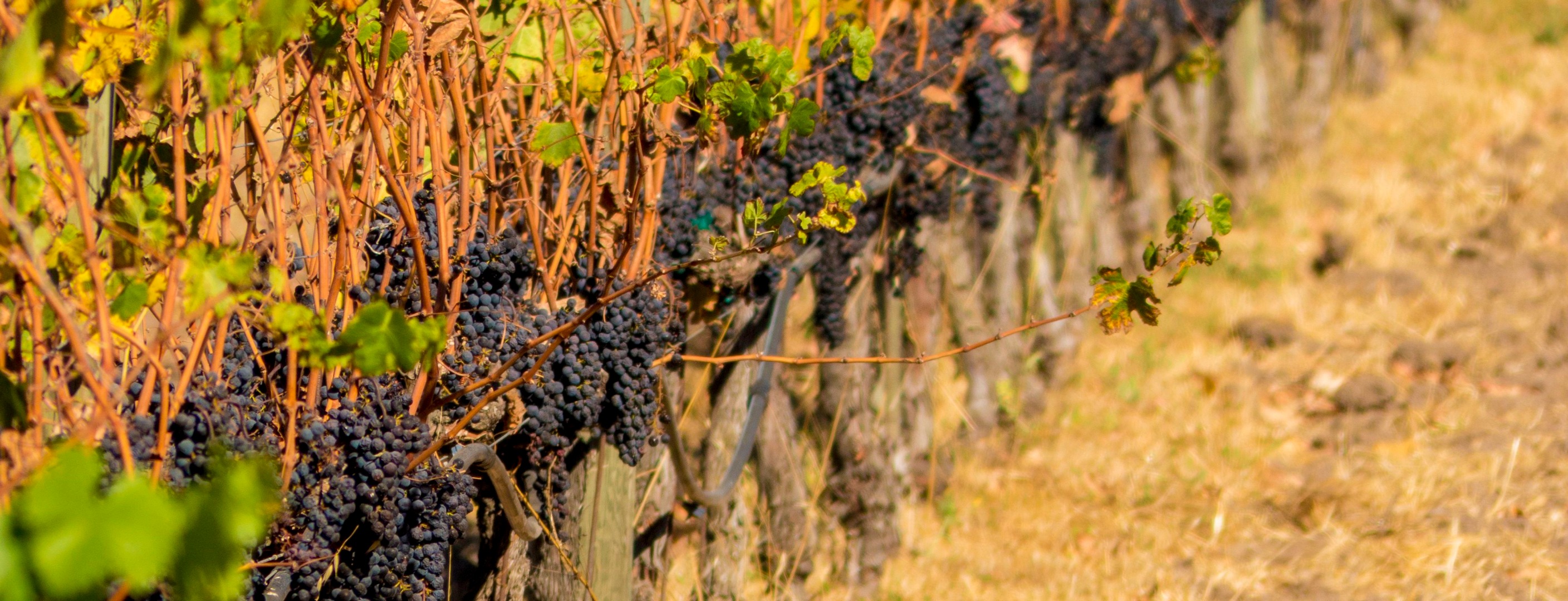 索诺玛 ＆ 纳帕酒乡一日游（旧金山出发）
