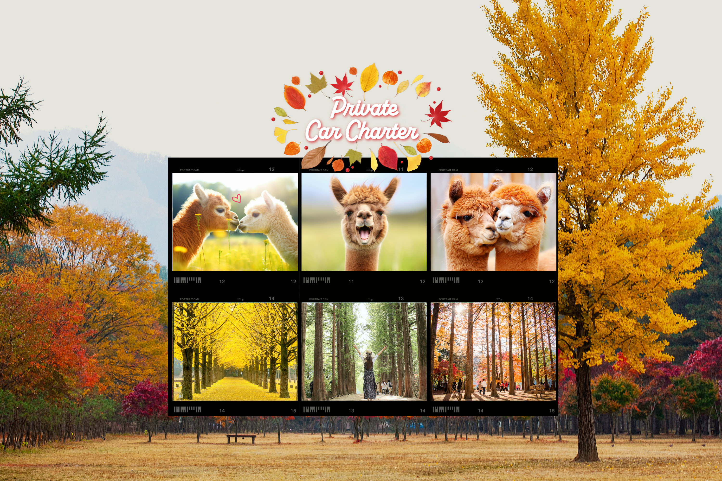 首尔包车接送：南怡岛郊区＆草泥马乐园