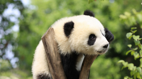 成都大熊猫繁育研究基地门票