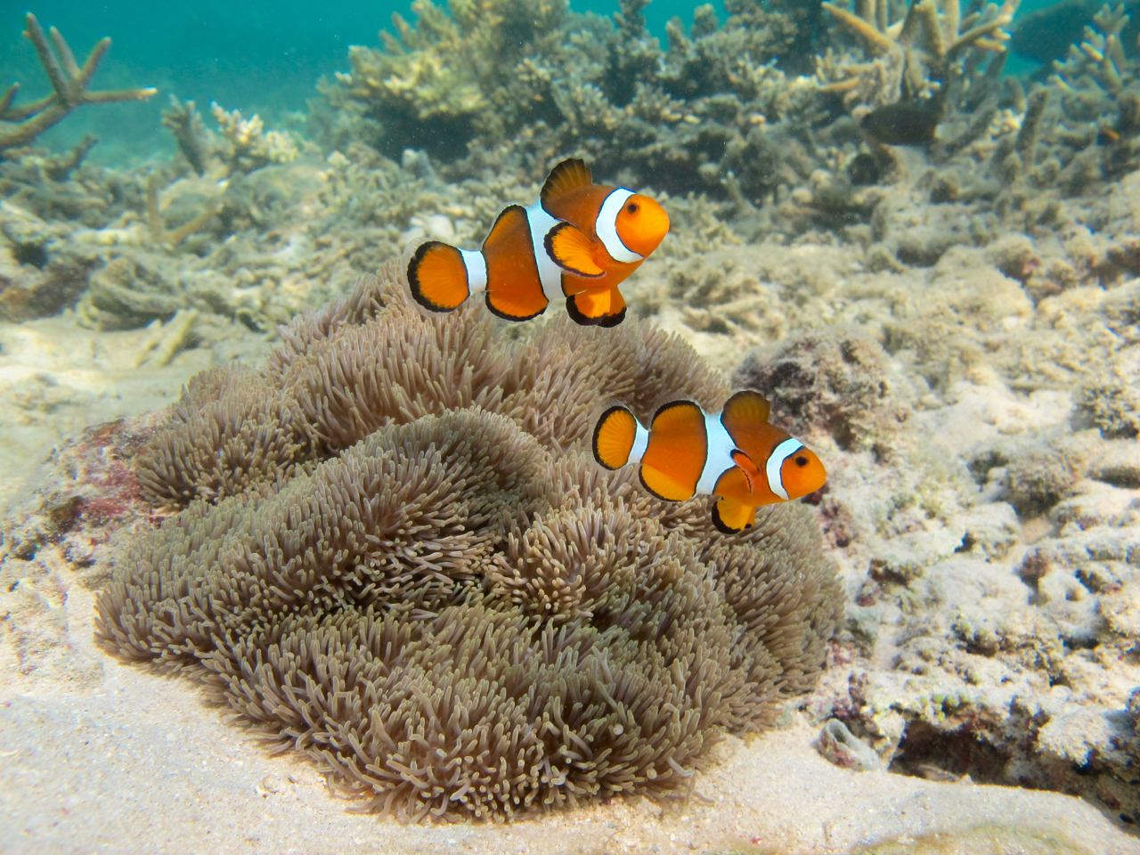 东姑阿都拉曼国家公园PADI浮潜体验