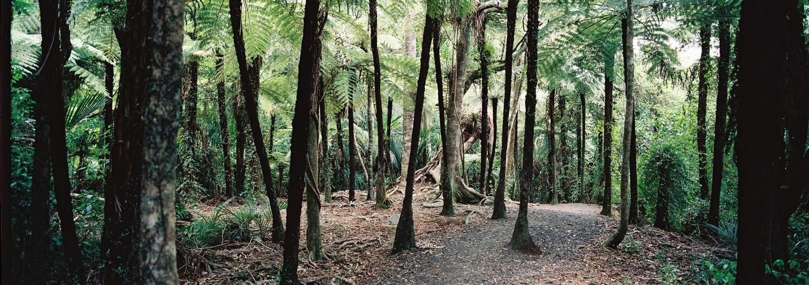 大自然荒野探索半日游（奥克兰出发）
