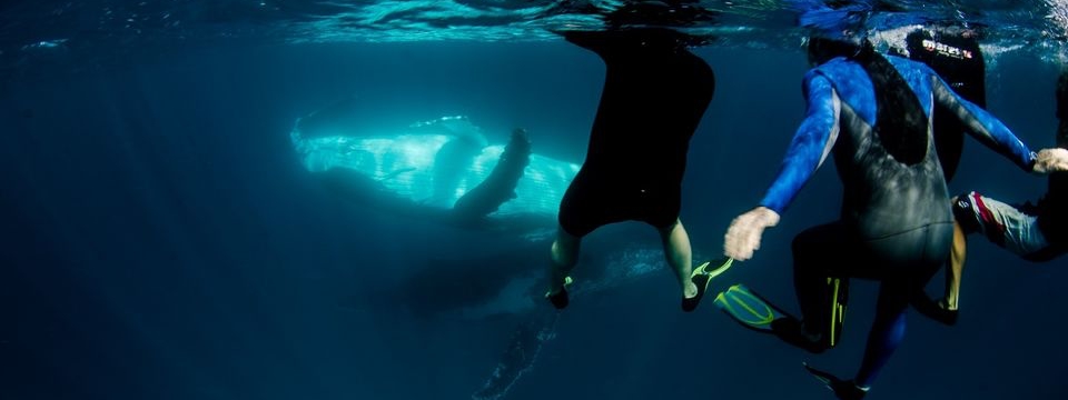 宁格鲁珊瑚礁潜水体验（埃克斯茅斯出发）