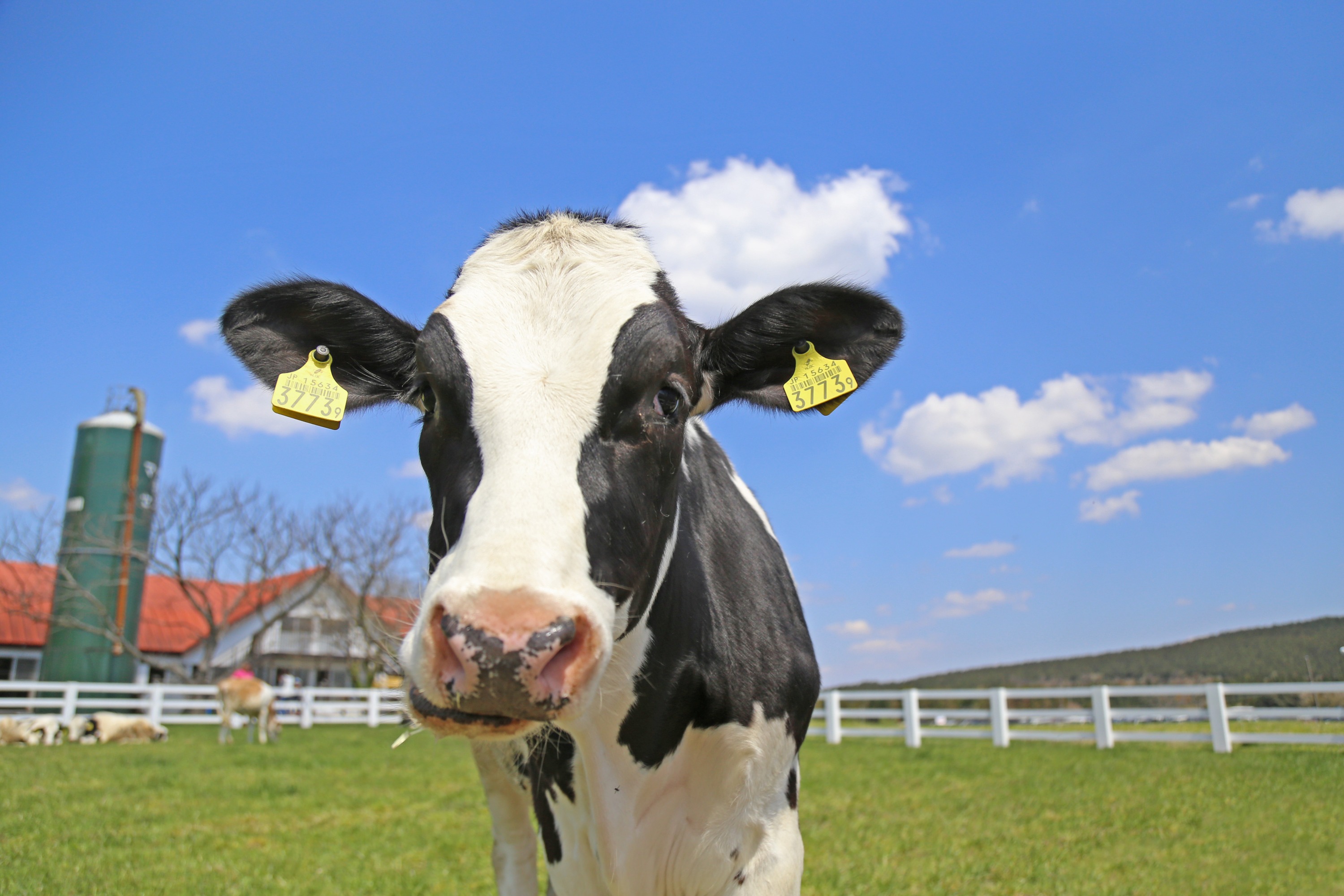 【Klook独家】东京千叶母亲牧场门票