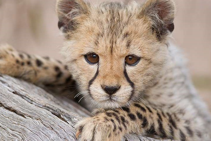 莫纳托野生动物园门票