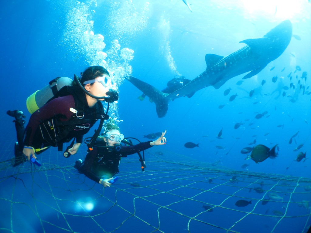 鲸鲨共游浮潜／潜水／Fun Dive 潜水体验