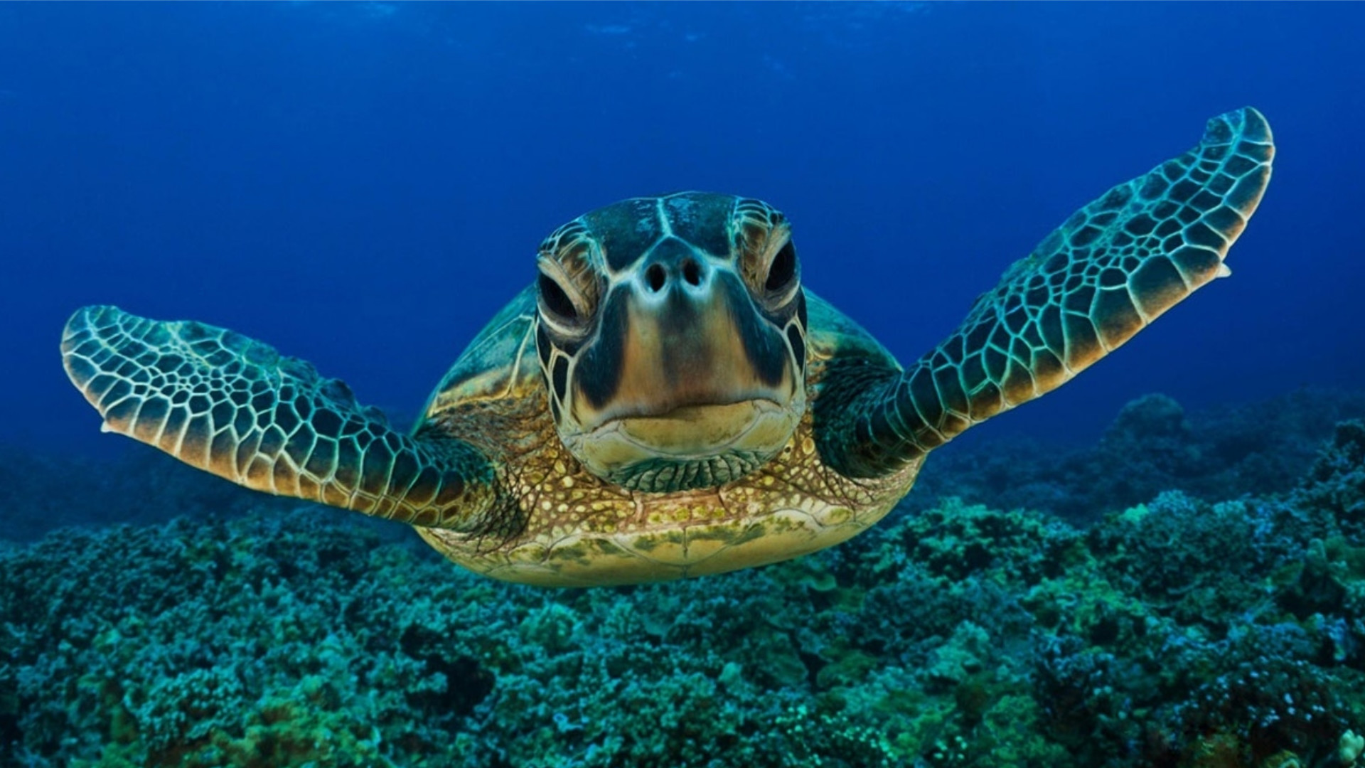 美瑞莎与海龟共游浮潜体验