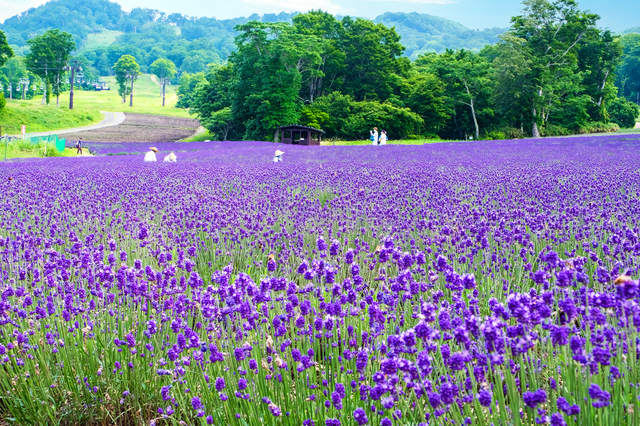 国营常陆海滨公园 & 足利花卉公园之旅（东京出发）