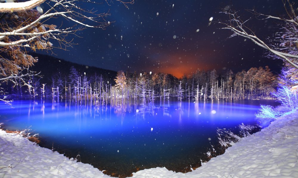 北海道旭山动物园与美瑛青池一日游