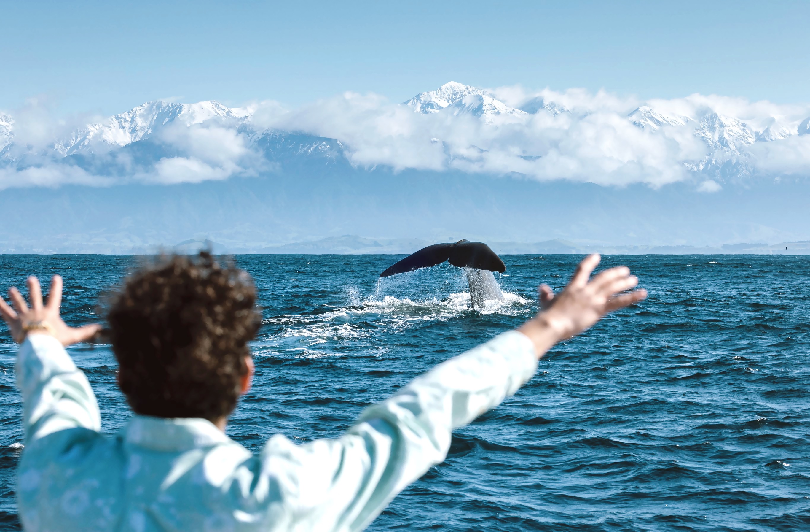 凯库拉观鲸巡游 (Whale Watch Cruise in Kaikoura)
