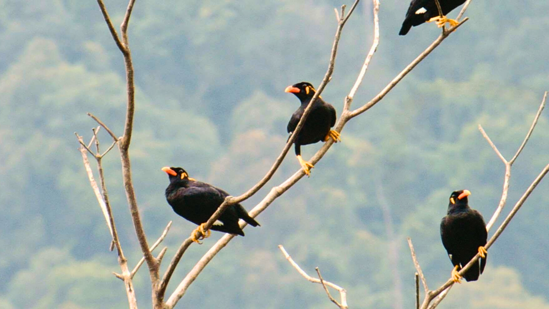 兰卡威赏鸟之旅（含饭店接送）