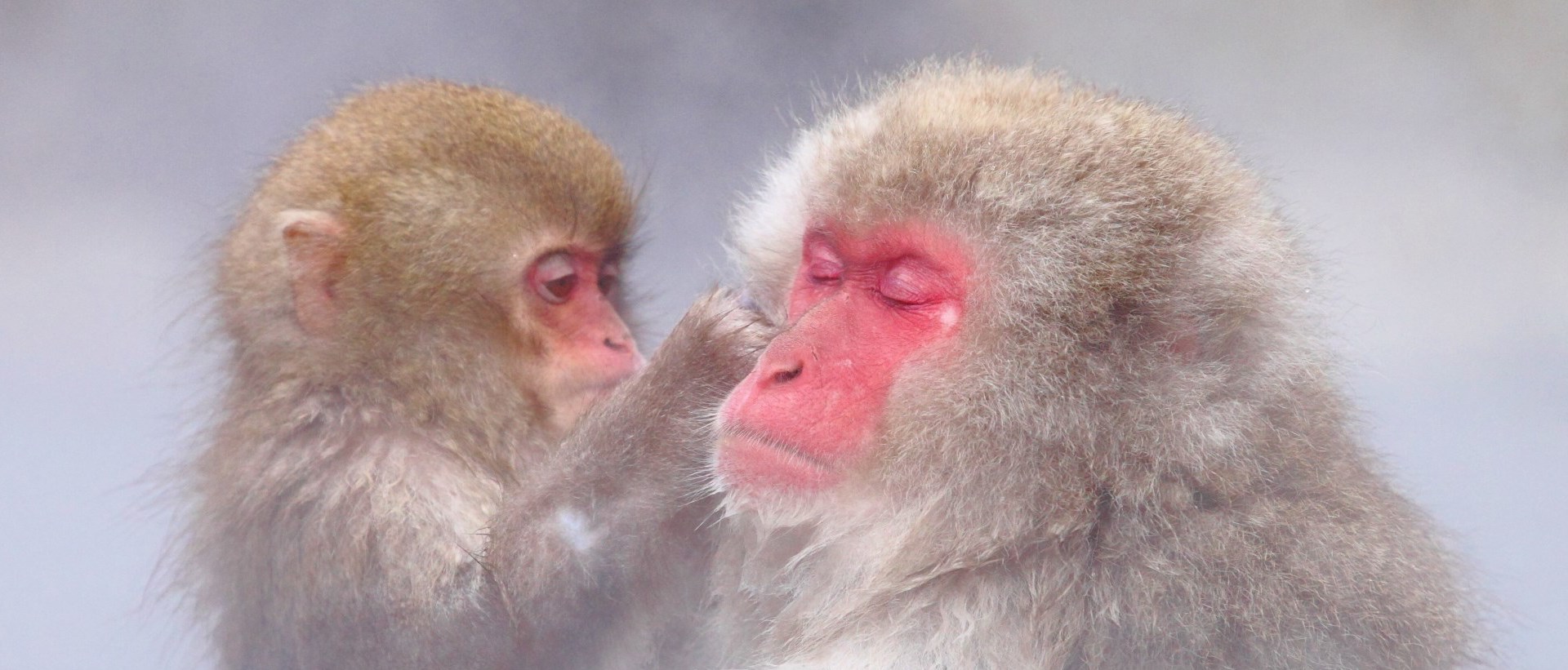 长野雪猴公园＆善光寺＆清酒品尝一日游