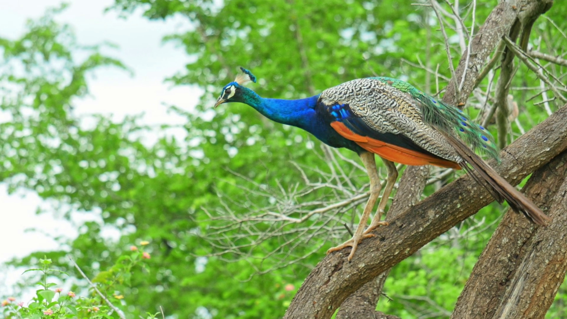 雅拉国家公园野生动物探险一日游（艾拉出发）