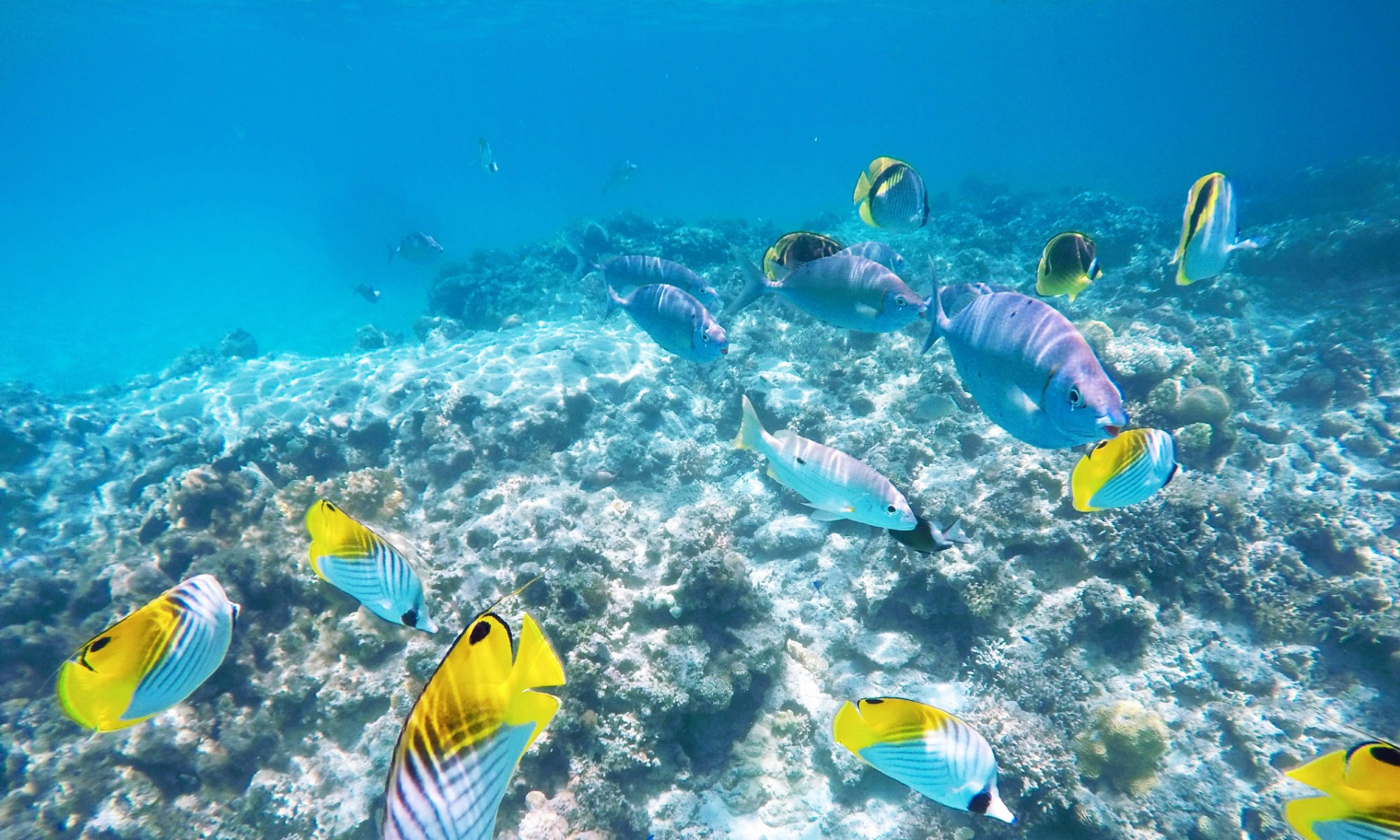 冲绳庆良间诸岛浮潜 & 海龟探索