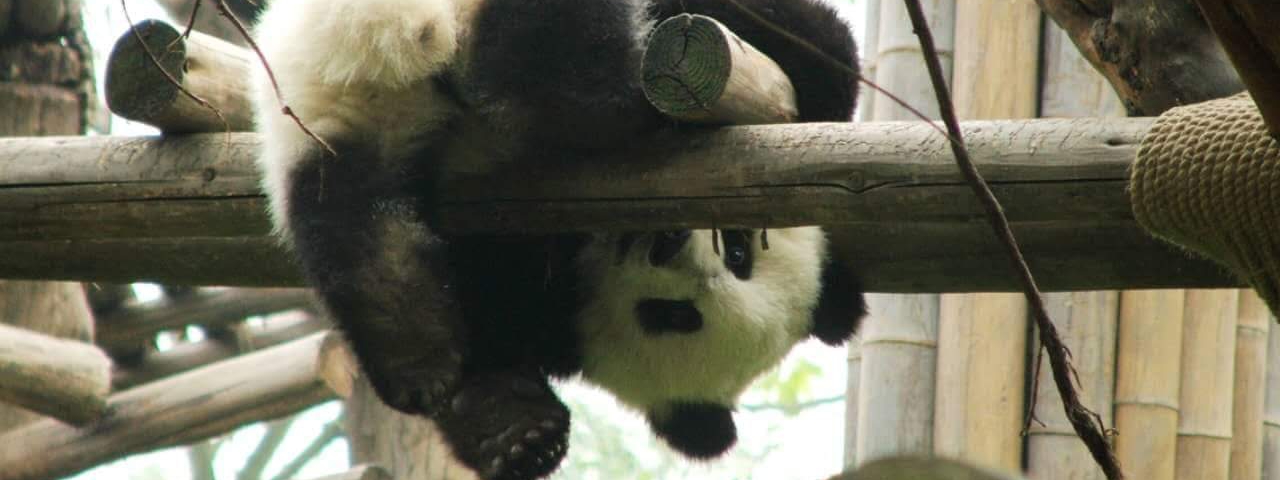 都江堰&大熊猫基地-水利工程一日游