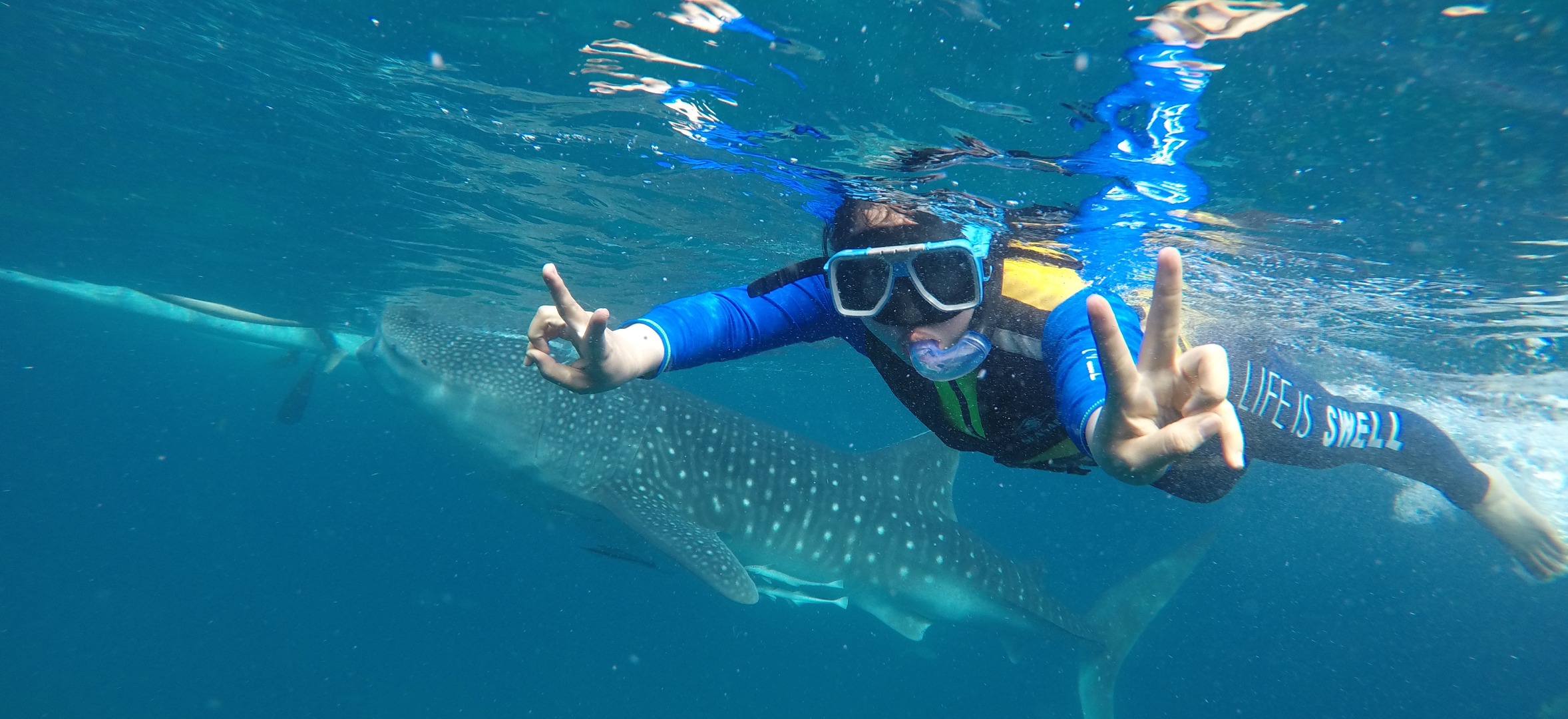 Oslob鲸鲨共游（凑团一日游）