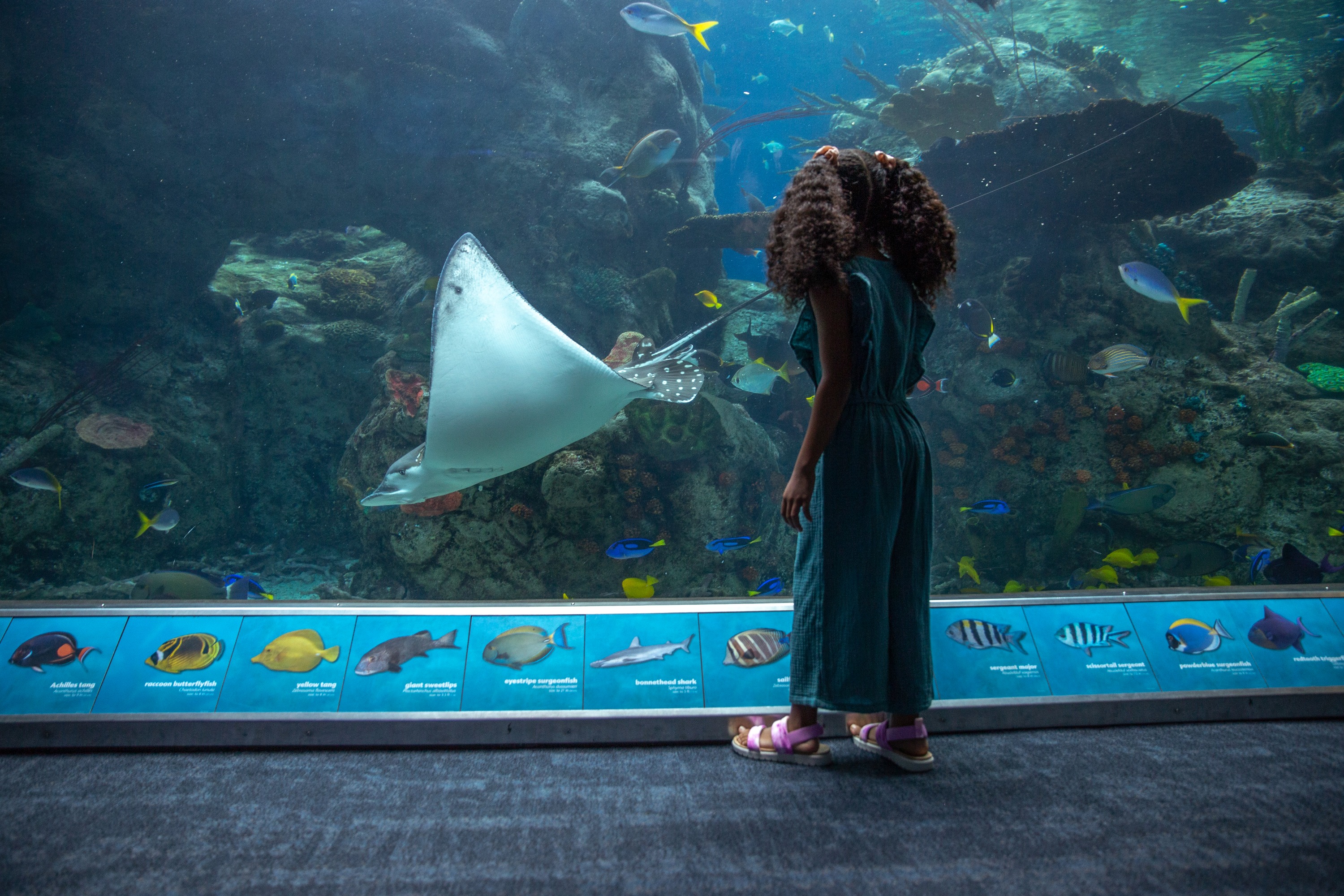 加州太平洋水族馆门票