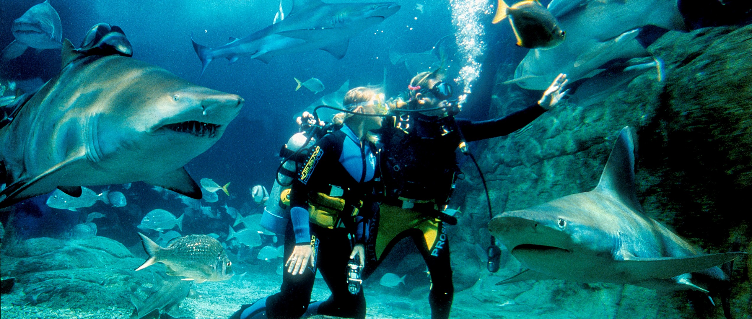 墨尔本海洋生物水族馆与鲨鱼共潜体验