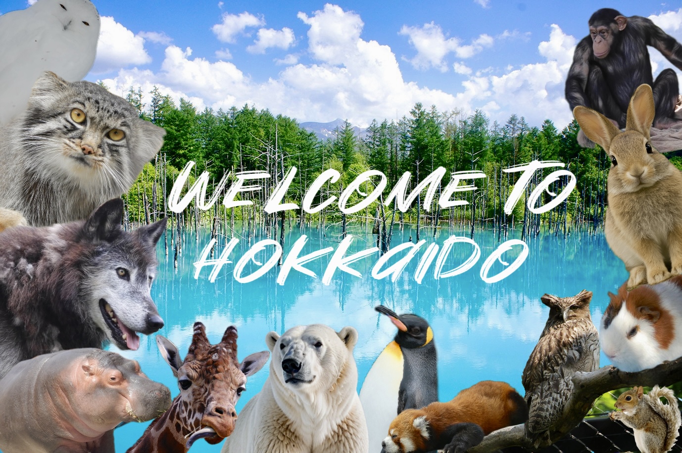 旭山动物园＆白须瀑布＆美瑛＆青池一日游（中英文导游／札幌出发）