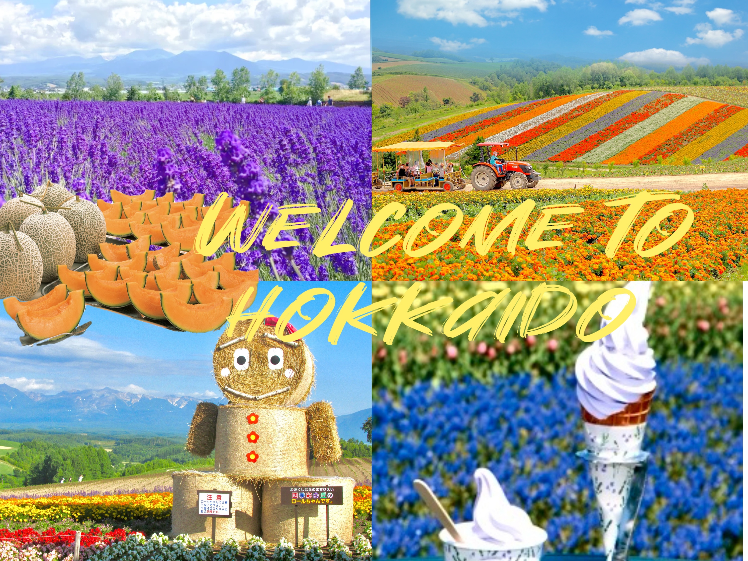富田农场&四季彩之丘&青池/上富良野一日游（可加选农家饭&哈密瓜吃到饱）｜札幌出发（中文/英文导游）