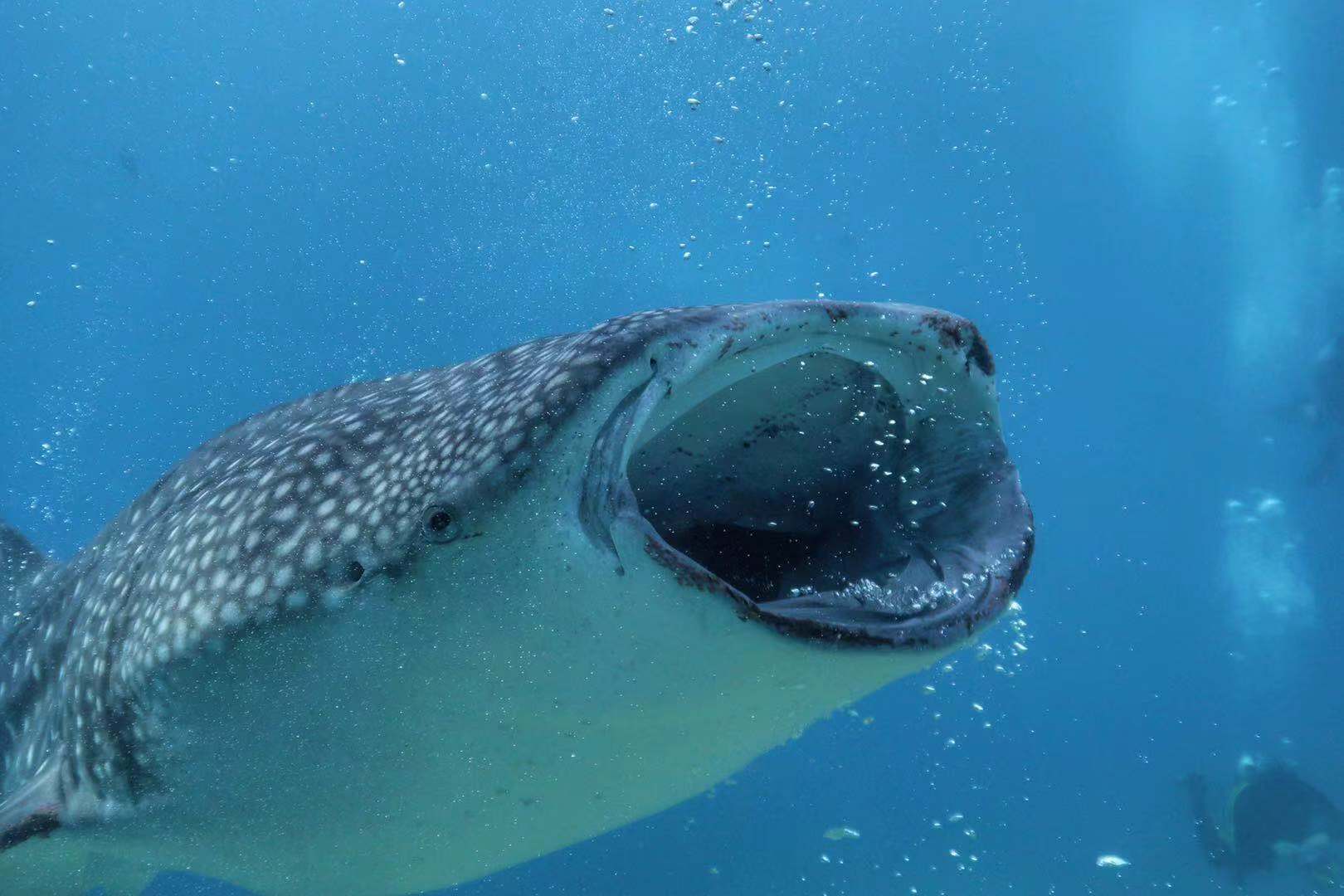 奥斯陆鲸鲨浮潜与巴迪安峡谷漂流探险